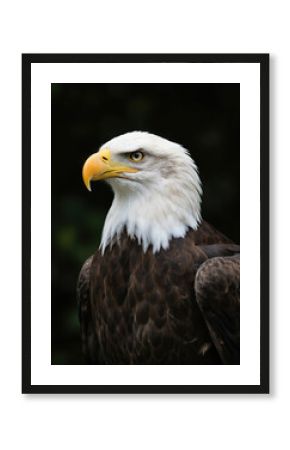 Bald eagle perched on branch, head turned right, gaze fixed on camera. Distinctive bald head, body angled upwards, contrasting gray background. Unique white color, sharp beak, intense eye, strong