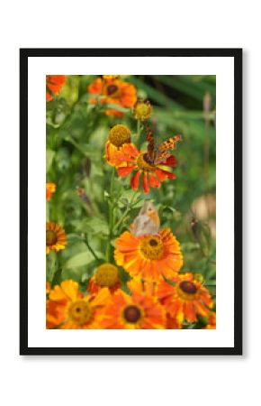 Comma Butterfly perched on a Sneezeweed flower, Derbyshire England 