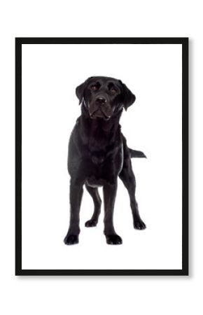 female black labrador retriever