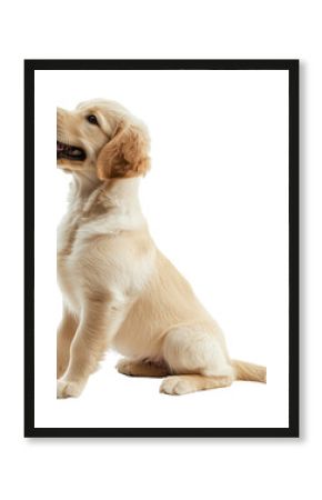 PNG A golden retrieval puppy happy sitting animal dog pet.
