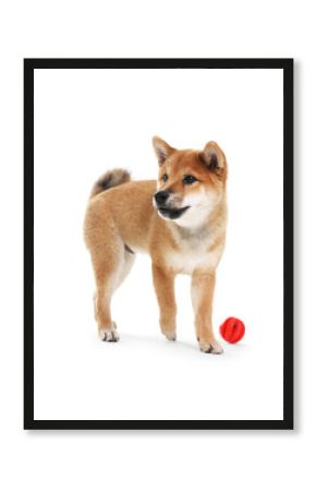 Cute Shiba Inu dog on white background