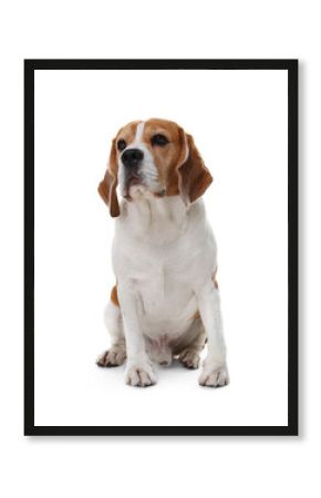 Cute Beagle dog on white background. Adorable pet