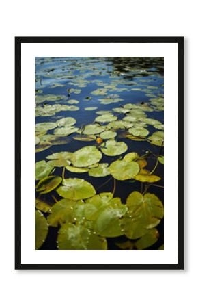 Lily pads floating on calm water surface reflecting sky, single yellow water lily blooming among green leaves, natural aquatic vegetation creating tranquil scene