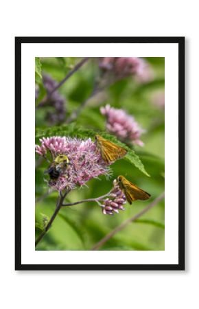 Close up view of a brown and yellow Skipper butterfly on a Joe-Pye wildflower, with defocused background