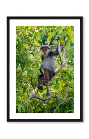 Red-shanked Douc Langur - Pygathrix nemaeus, beautiful unique colored primate endemic to tropical forests of Southeast Asia, Son Tra, Vietnam.