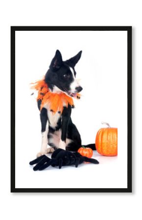 young border collie