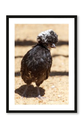 A black bird with a white head stands on a sandy ground