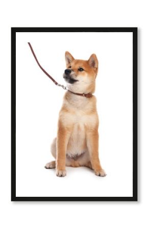 Cute Shiba Inu puppy with leash on white background