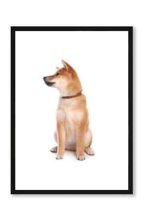 Cute Shiba Inu puppy with collar on white background