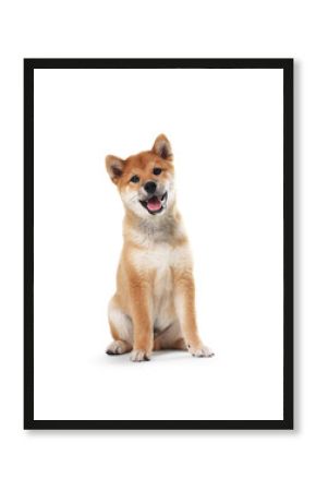 Cute Shiba Inu dog sitting on white background