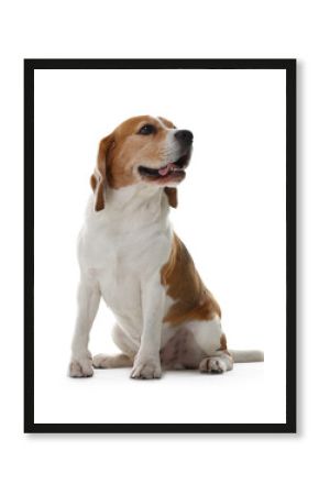 Cute Beagle dog on white background. Adorable pet