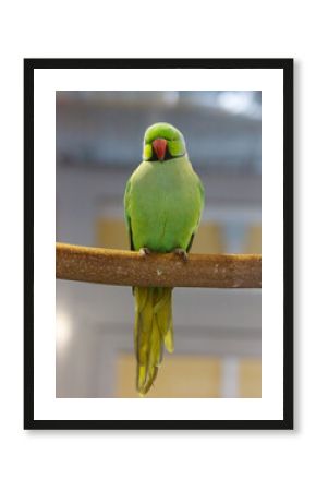 A green parrot is perched on a branch