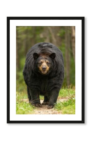 Black Bear walking