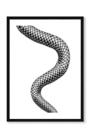 Snake Coiled Serpent Vintage Style Illustration