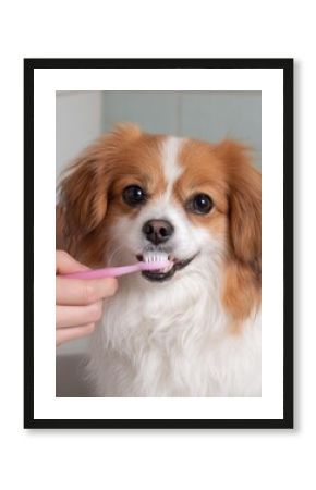 Dental care for small dogs with close up of tooth brushing routine