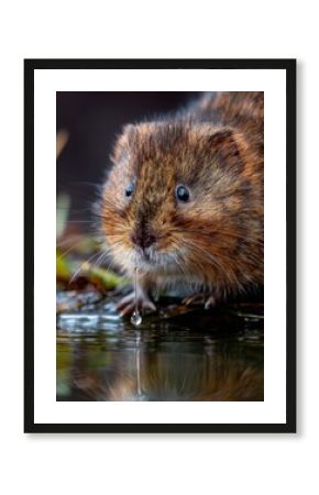 A European water vole is wet in this detailed picture