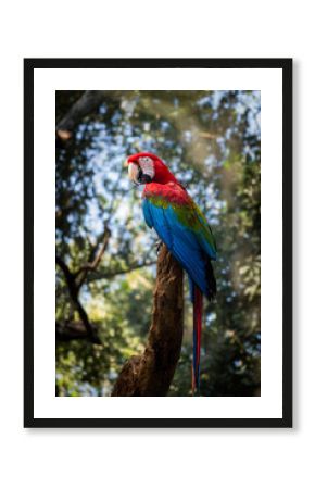 A vibrant Red-and-green Macaw (Ara chloropterus) perched in the Amazon rainforest. A beautiful and colorful parrot, the iconic wildlife of Brazil and South America. Tropical nature concept.