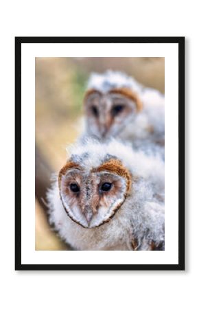 two African baby owls standing together on a branch in the bush warming in the sun