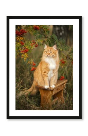 A photo of a red fluffy cat near a rowan tree.