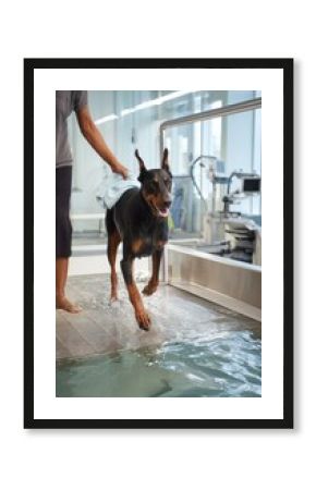 Fitness workout for the activity and health of the dog, physical therapy for pets for mental health and rehabilitation of a dog, a sport room or outdoor train concept, generated AI