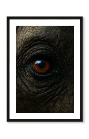 Close Up of Elephant Eye with Wrinkled Skin Texture Detail