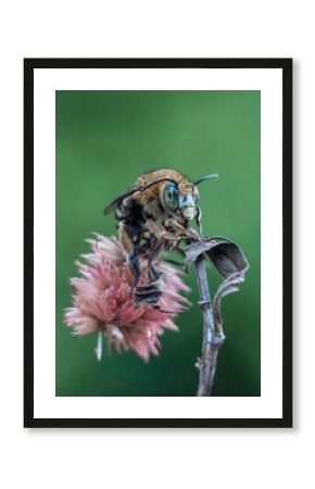 Blue Banded Bee (Amegilla cingulata) is a species native to Australia. 