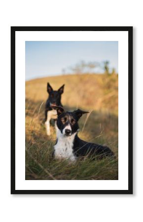 two border collie dogs lying on a grassy hilly field in autumn at sunset