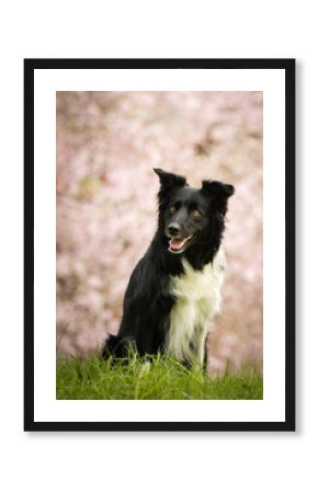 Spring portrait of dog in nature. He is so cute in the nature. He has so lovely face  