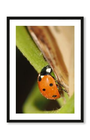 Coccinella septempunctata es una mariquita roja con siete manchas negras, depredadora de pulgones y útil en el control biológico de plagas.