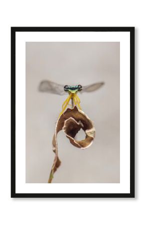 Macro close-up of a damselfly (Zygoptera) perched on a  curled dry leaf.