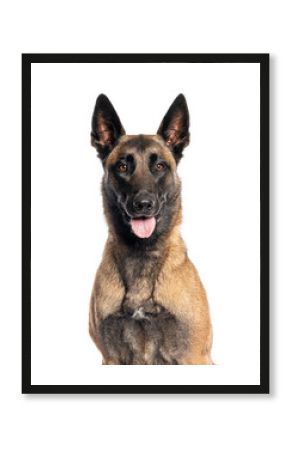 Belgian shepherd dog panting and looking forward on white background