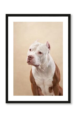 A Pitbull sits in a studio with a beige background, looking focused and alert. The simplicity of the setting draws attention to the dog's sharp and intelligent features.