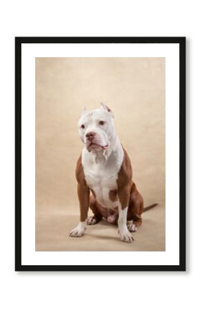 A Pitbull sits in a relaxed posture, gazing upward against a soft beige studio backdrop. The gentle pose emphasizes its attentive and calm expression.