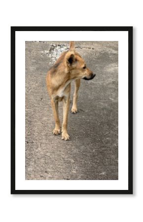 dog on the street