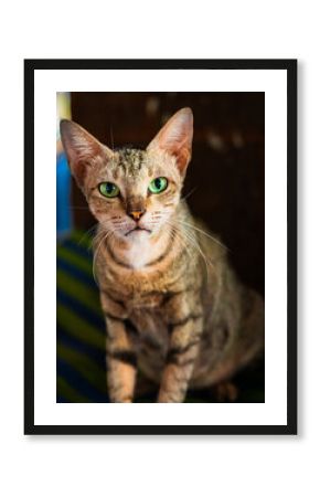 Close-Up Portrait of a Green-Eyed Tabby Cat Indoors