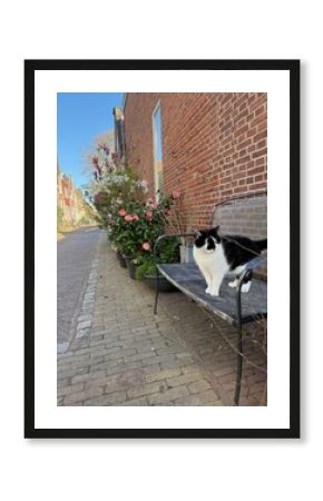 Stray cat on bench near different plants on city street
