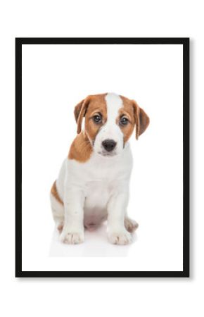 Cute Jack russell terrier puppy sitting in front view and looking at camera. Isolated on white background