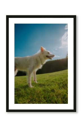 White fluffy dog standing on green grass under a bright blue sky with sunlight shining through, creating a cheerful and natural outdoor scene.