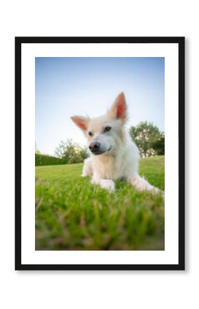 Close-up of a white fluffy dog lying on green grass in a park or garden, looking alert and curious with blue sky and trees in the background.