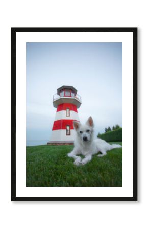 White dog lying on green grass in front of a red and white striped lighthouse, with a calm sky in the background. Peaceful outdoor scene with pet and landmark.