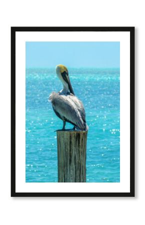 Brown pelican close up on a wood pier, caribbean background, Islamorada, Florida Keys wildlife
