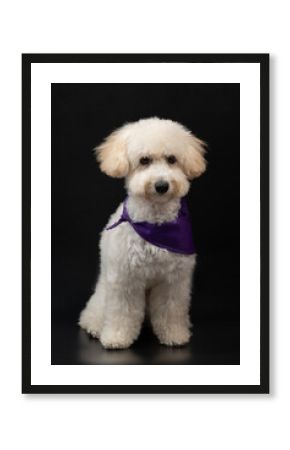 Portrait of cute fluffy poodle dog
