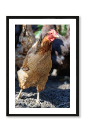 A chicken is standing in a dirt field