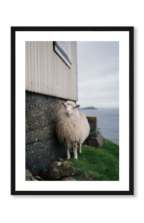 Faroe Islands Sheep
