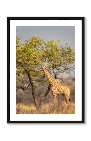 Photo of a funny giraffe looking at camera in the savanna, wildlife and game drive in Namibia, Africa