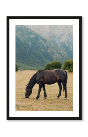 Dark horse grazes in a sunlit meadow with distant mountains forming a dramatic natural backdrop, creating a peaceful rural scene and a quiet moment of countryside beauty.