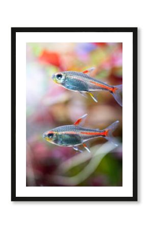 Hemigrammus erythrozonus in aquarium