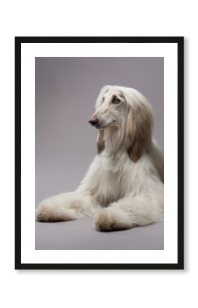 An Afghan Hound lies down on a gray background, resting gracefully. Its silky fur flows naturally, highlighting its calm and composed demeanor.