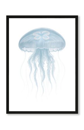 Translucent moon jellyfish featuring a short, delicate tentacle structure.