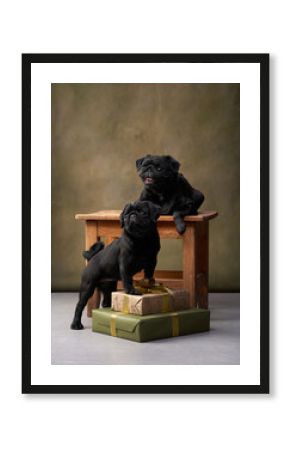 Two black pugs sit on a small wooden stool, with an elegant vintage-style backdrop. The warm, soft lighting gives a classic portrait feel.